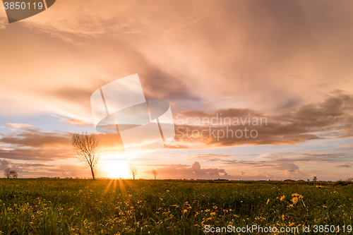 Image of Panoramic view of a flowering  yellow daisy flowers