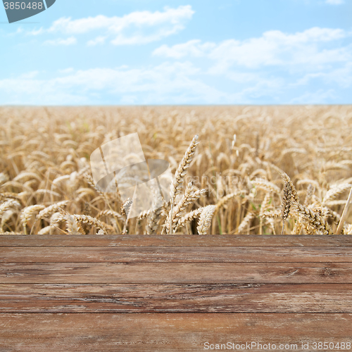 Image of field of ripening wheat ears or rye spikes