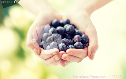 Image of close up of woman hands holding blueberries