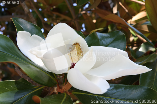 Image of Lovely white flower