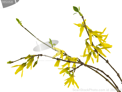 Image of forsythia