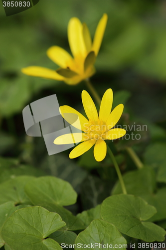Image of Spring