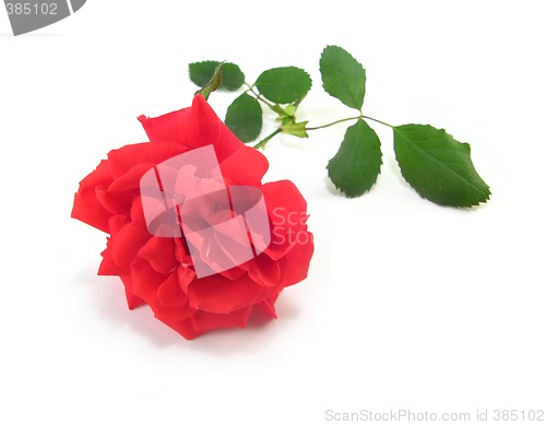 Image of red rose