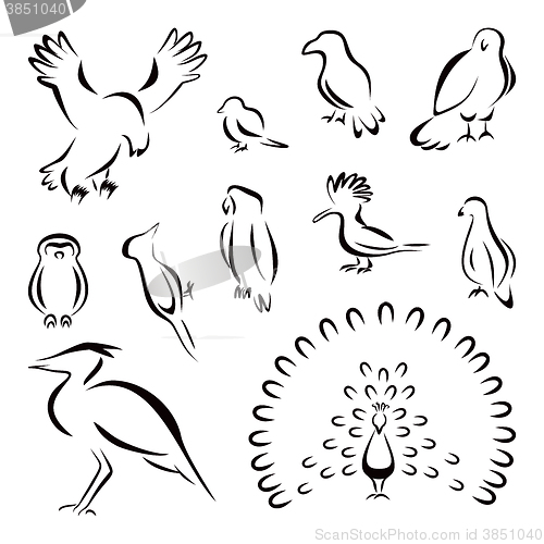 Image of Set of birds