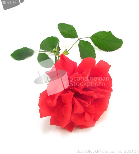 Image of red rose