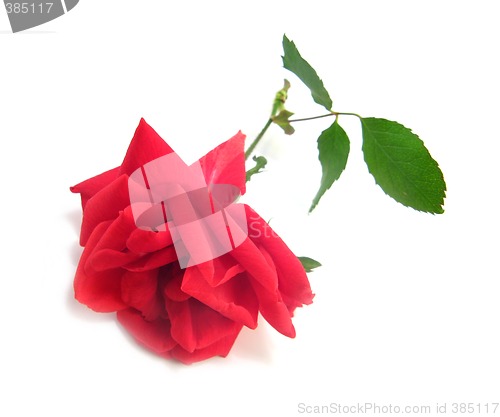 Image of red rose