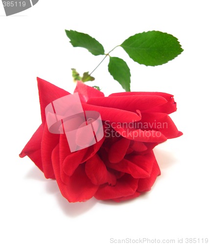 Image of red rose