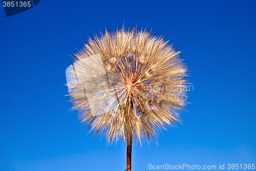 Image of Tragopogon pratensis on blue sky