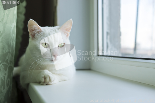 Image of Cat with paw on paw