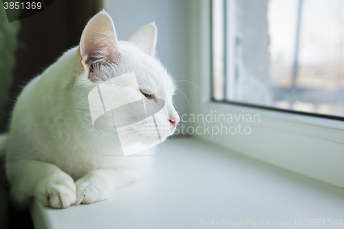 Image of Drowsy cat on windowsill