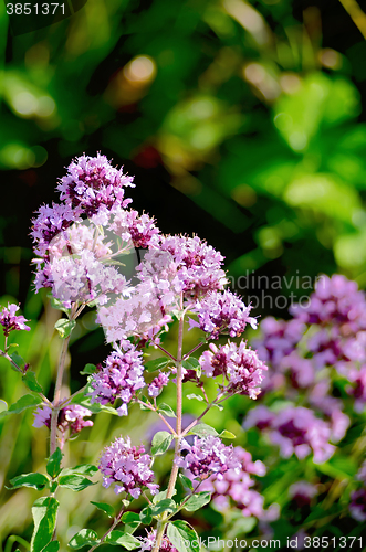 Image of Oregano lilac