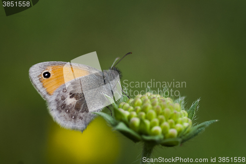 Image of the small heath