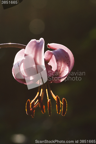 Image of martagon lily