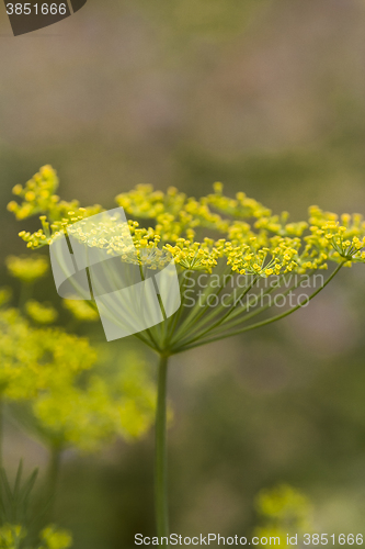 Image of dill