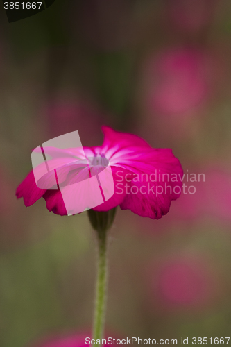 Image of red flower