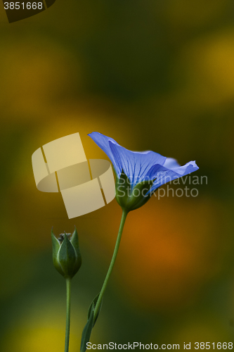 Image of flax