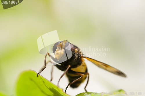 Image of hoverfly