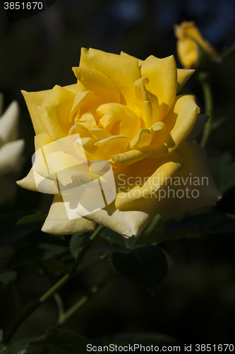 Image of yellow rose