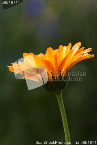 Image of pot marigold