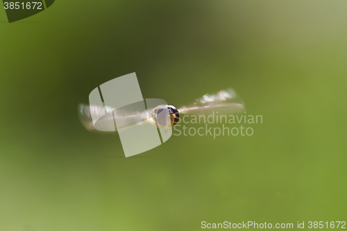 Image of flying