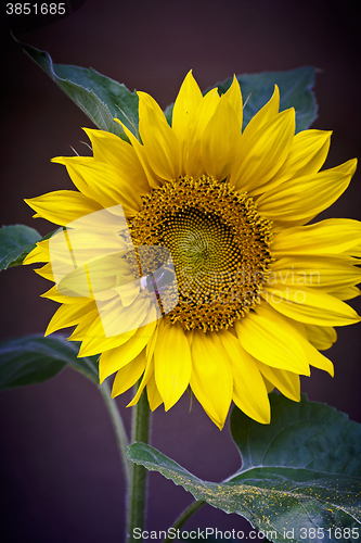 Image of sunflower