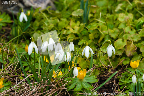 Image of Early spring flowers in a garden