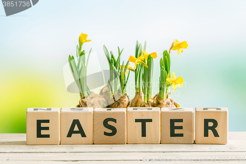 Image of The word easter with daffodil flowers