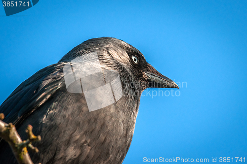 Image of Western Jackaw close-up on blue background