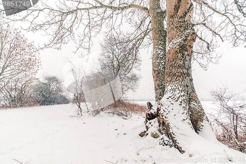 Image of Big tree by a road in the snow