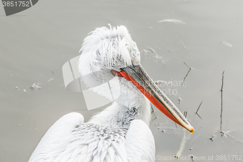 Image of Pelican with long feathers