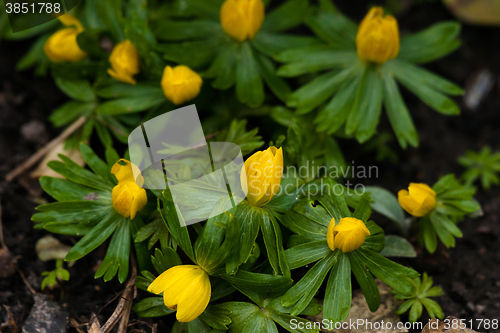 Image of Eranthis flowers in a flowerbed