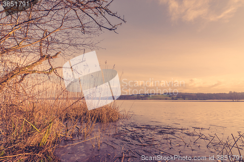 Image of Reeds by a lake in the morning