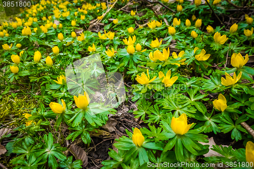 Image of Eranthis flowers in a green garden