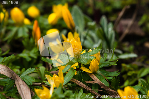 Image of Eranthis flowers in the spring