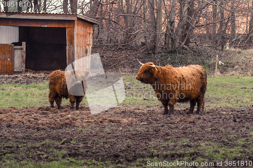 Image of Highland cattle at a farm