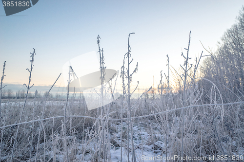 Image of Frost on grass on a field