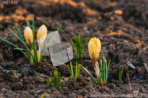 Image of Garden with yellow crocus flowers