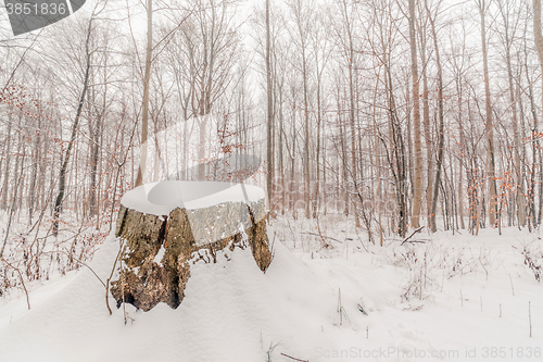 Image of Big tree log covered with snow