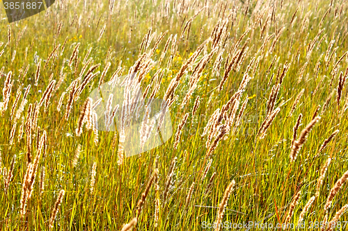 Image of Tops of cereal weeds in sunny haze