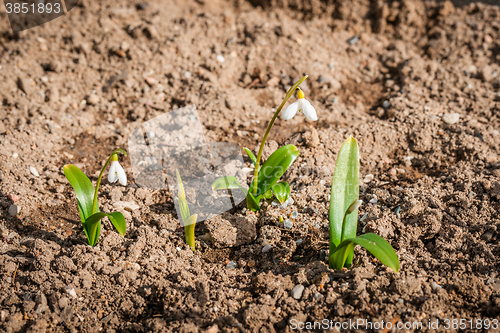 Image of Snowdrop flowers in dry soil