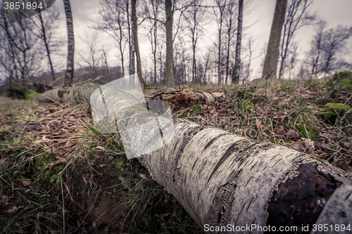 Image of Birch wood in the forest