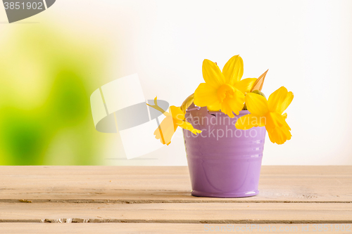 Image of Daffodils in a purple bucket