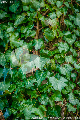 Image of Ivy plant on a tree
