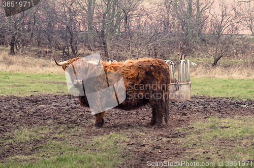 Image of Scottish highland cow at a farm