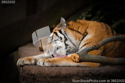 Image of Tiger licking the paws on a rock