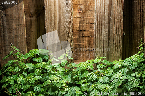 Image of large green patchouli plant against wood fence