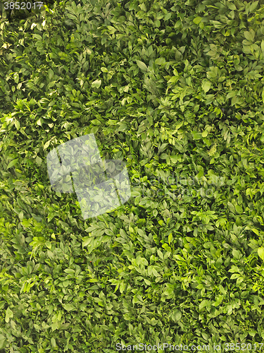 Image of Live Wall
