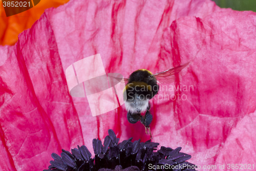 Image of bumble bee onpink poppy