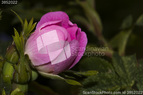 Image of wild rose