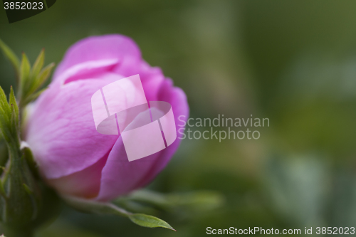 Image of wild rose